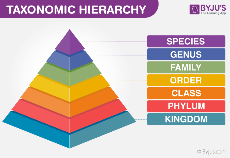 taxonomic hierarchy